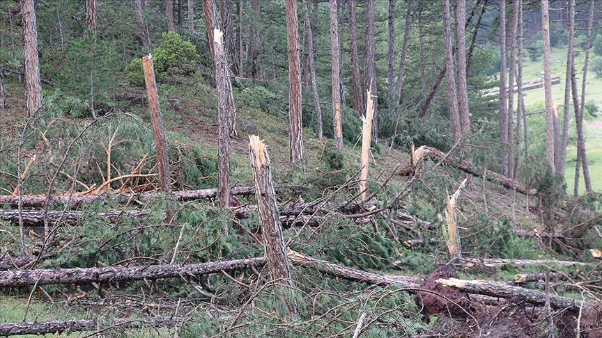 Kütahya’da hortum ve fırtına yüzlerce çam ağacına zarar verdi