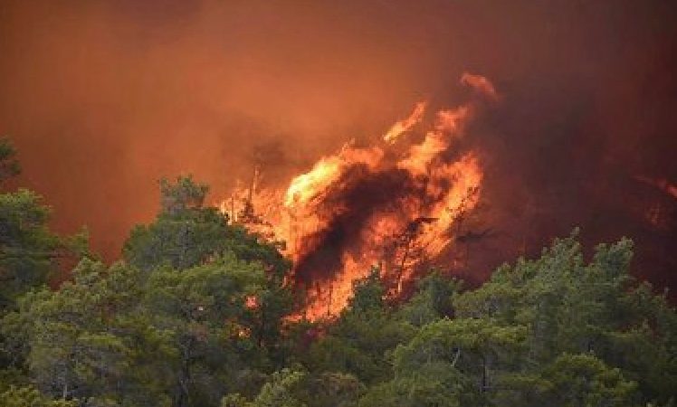 Tarım ve Orman Bakanı Yumaklı: Gün içinde çıkan 19 orman yangınından 16’sı kontrol altına alındı